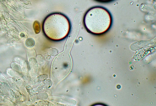 Galerina spec. Cod.: DSCN 9473